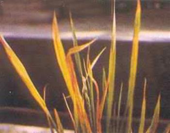 بیماری تونگرو